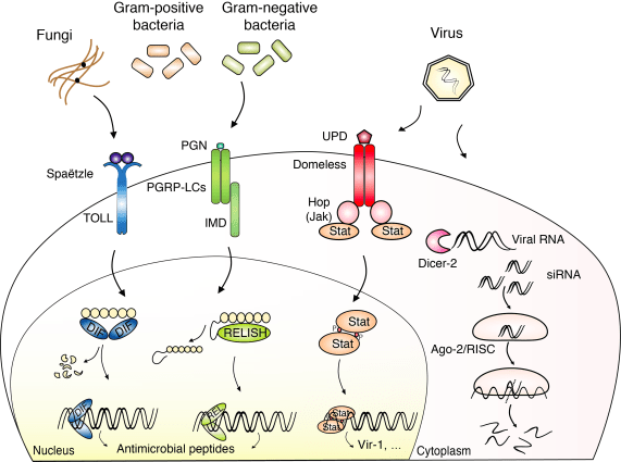 Newpathwaysppt shade